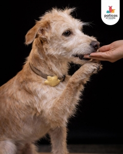 ADOPTA A VAINILLA_7