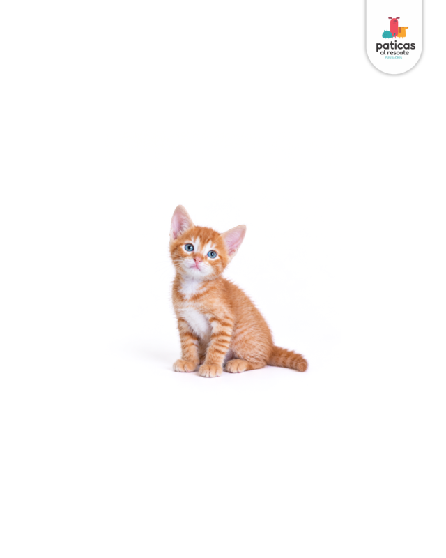 ADOPTA A TOTI_2