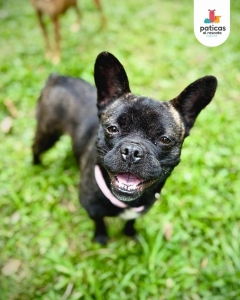 Adopta a Lila_8