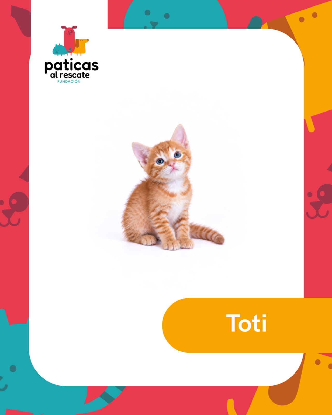 ADOPTA A TOTI_1