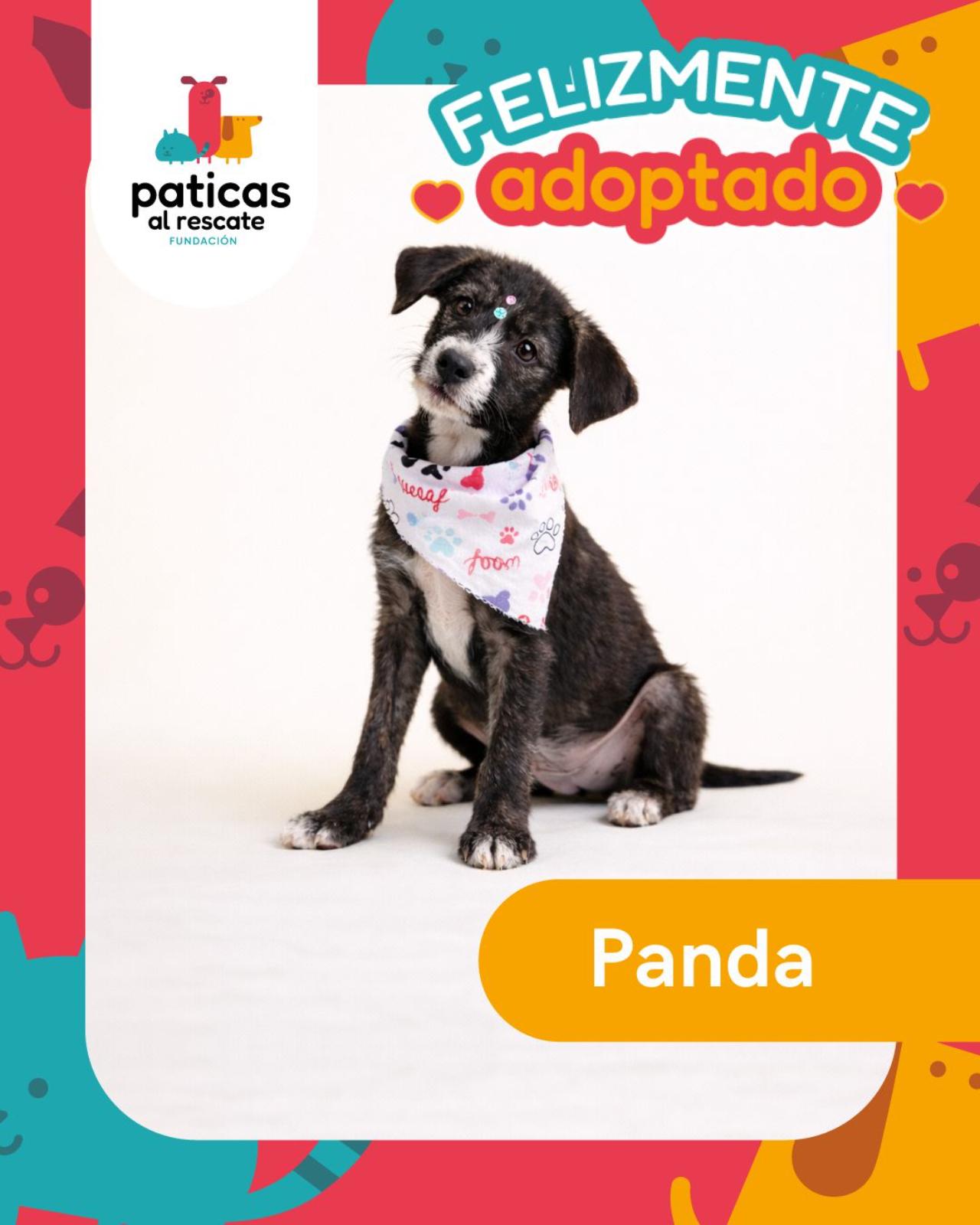 ADOPTA A PANDA - Paticas al Rescate