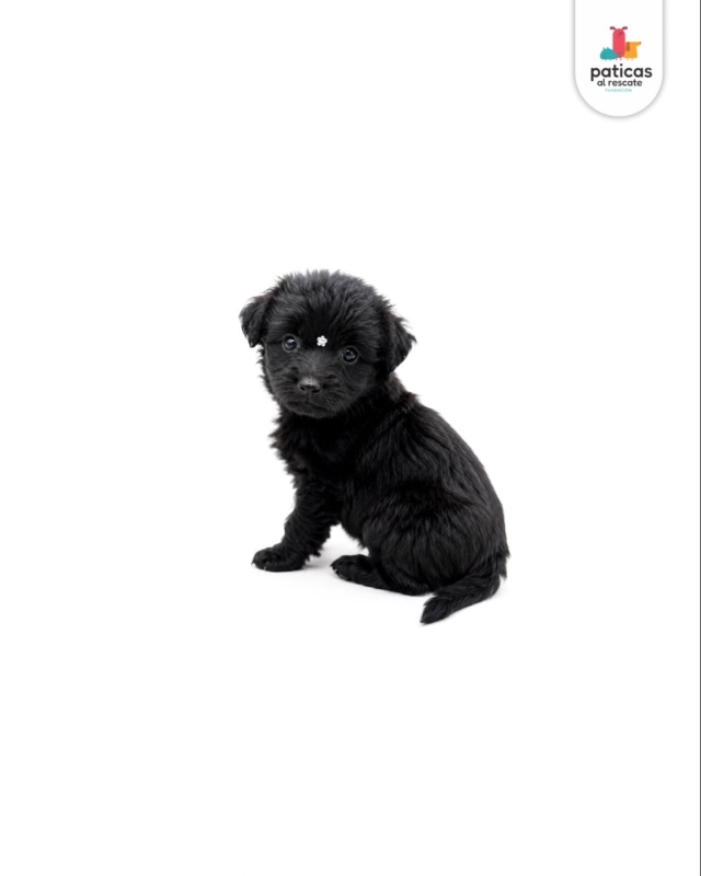 ADOPTA A NUEZ_2