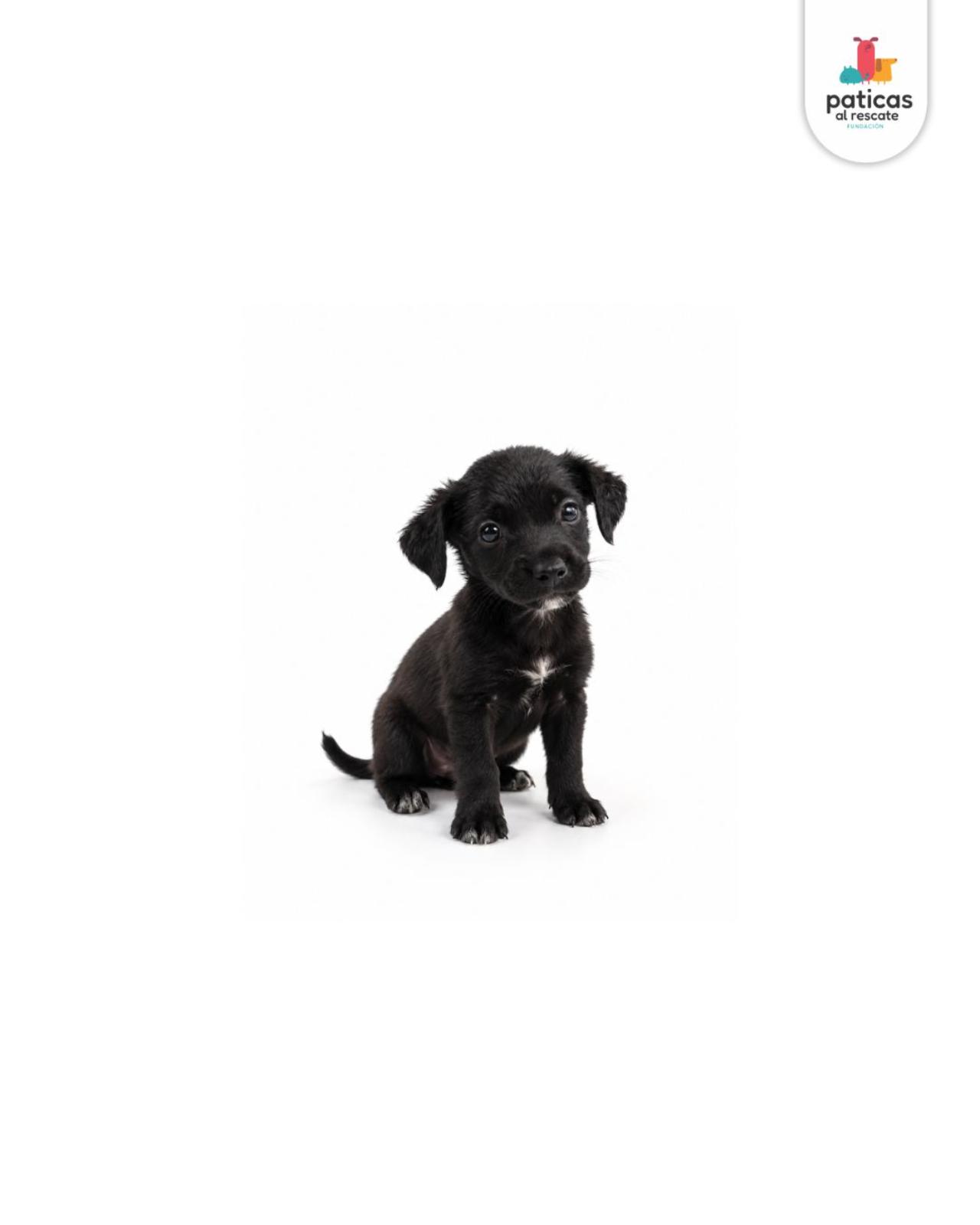 ADOPTA A ASHA_2