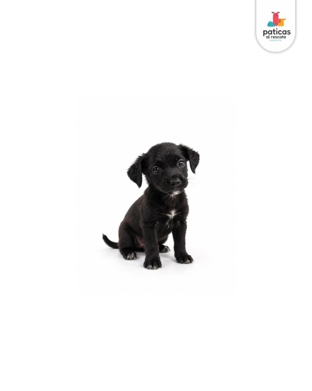 ADOPTA A ASHA_2