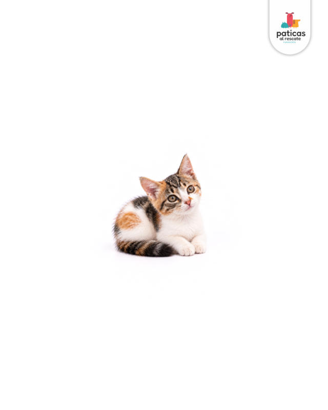 ADOPTA A CRISTAL_4