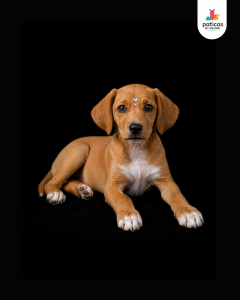 ADOPTA A AREPITA_4