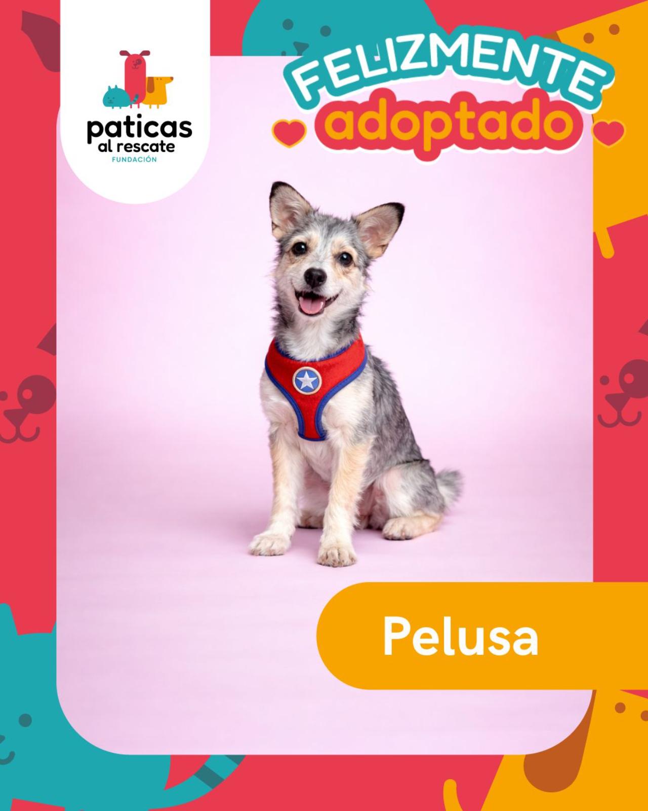 ADOPTA A PELUSA - Paticas al Rescate