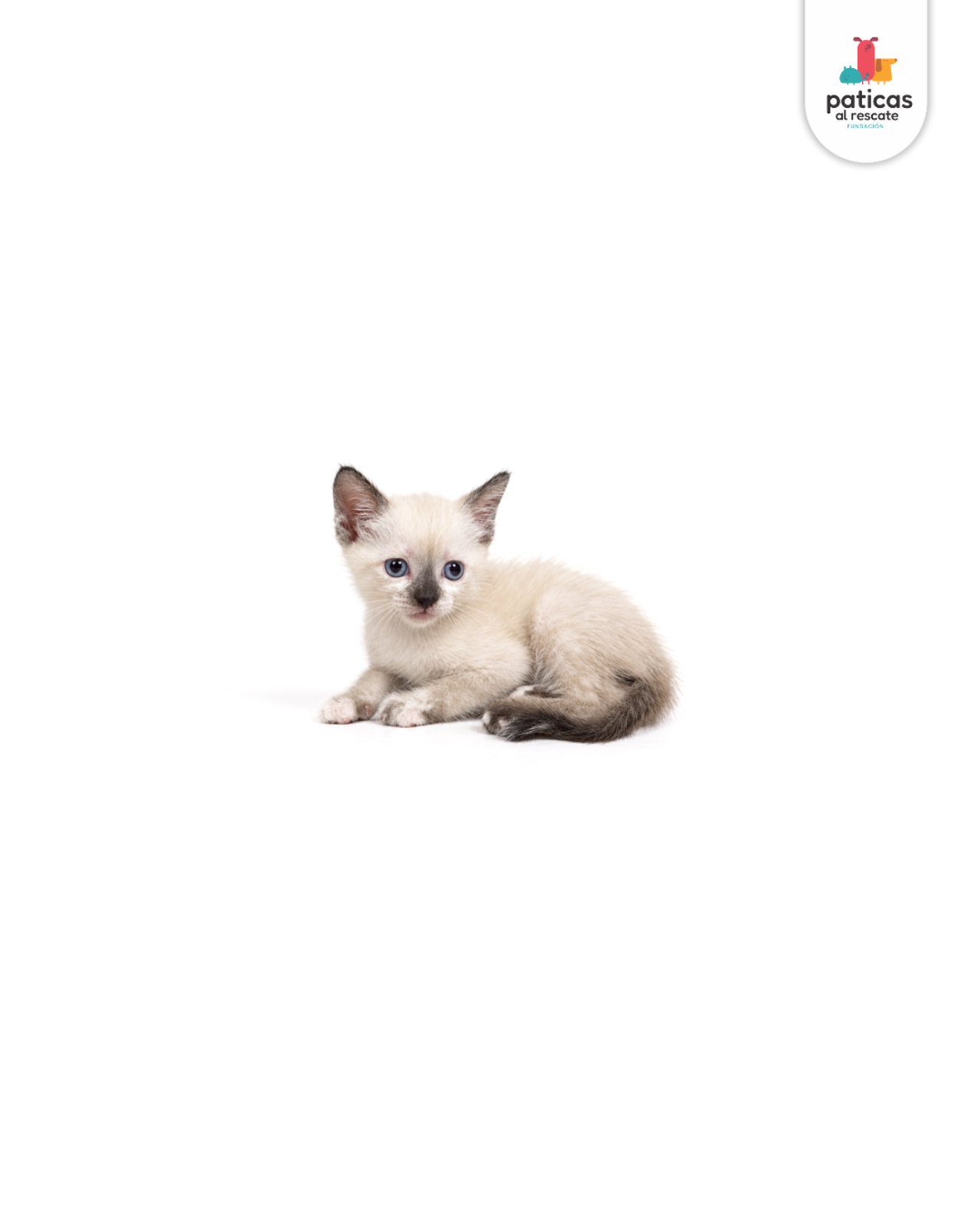ADOPTA A KITTY_2