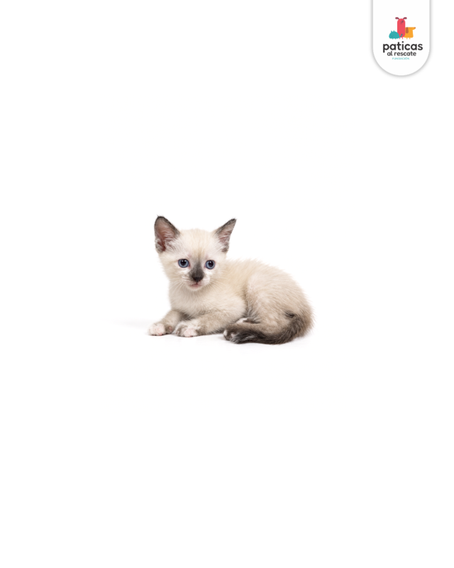 ADOPTA A KITTY_2