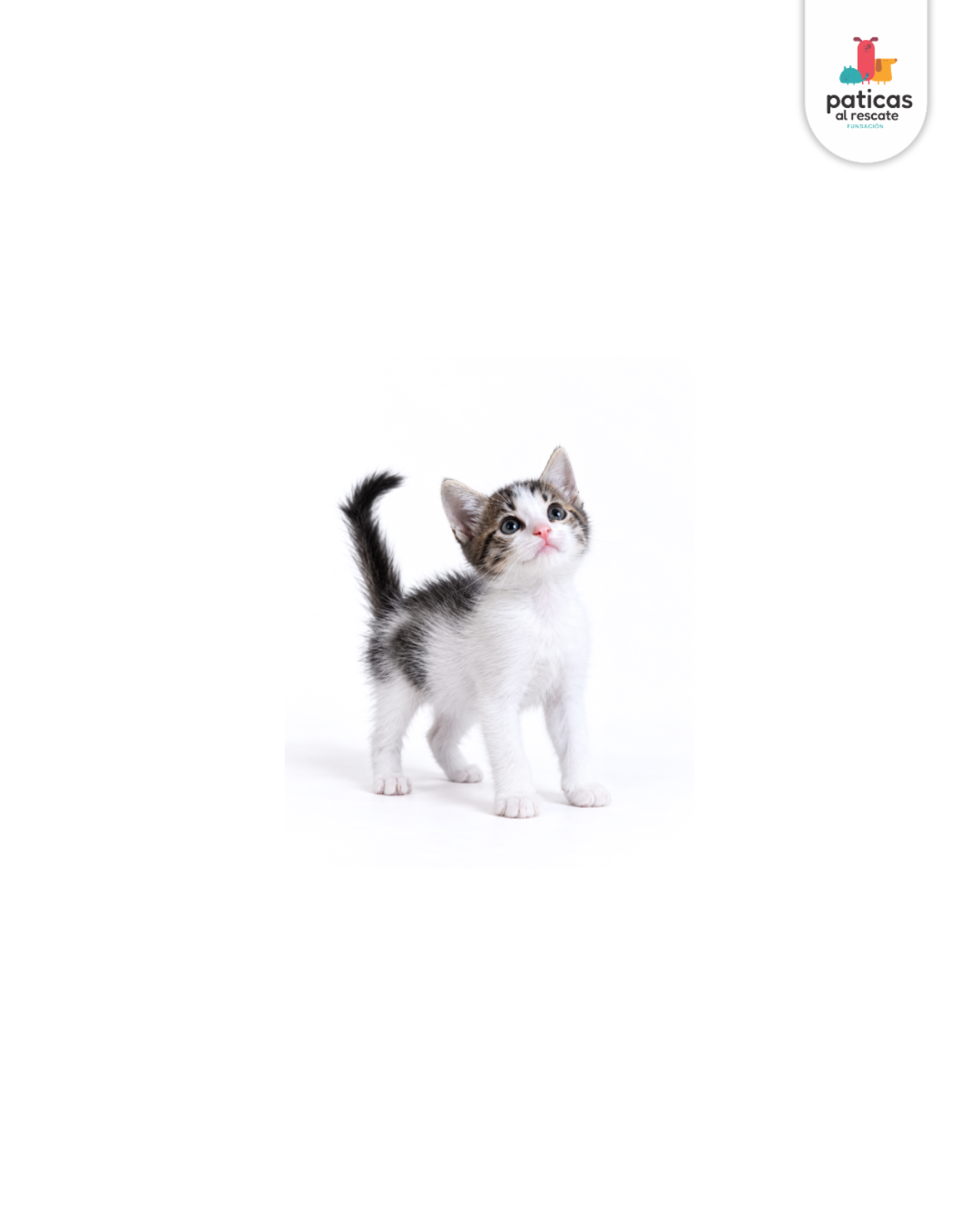 ADOPTA A CHACHA_4
