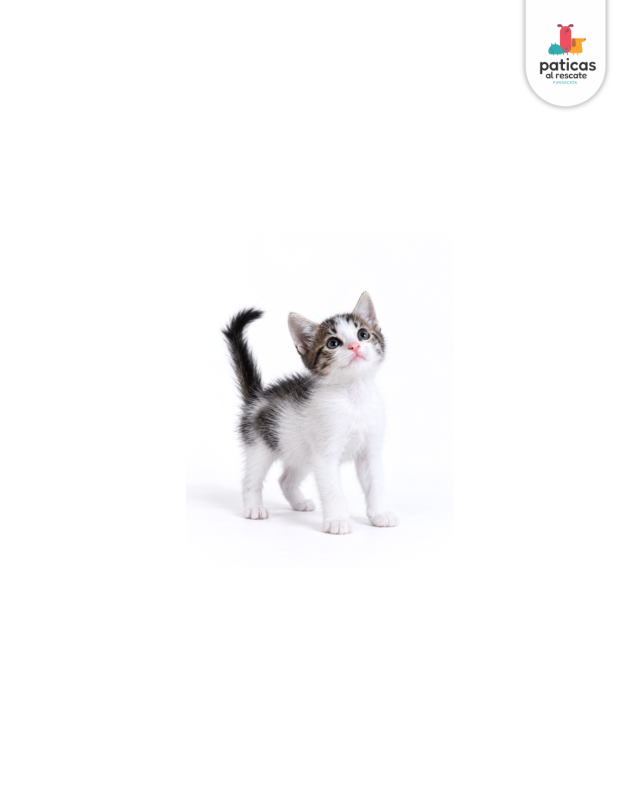 ADOPTA A CHACHA_4