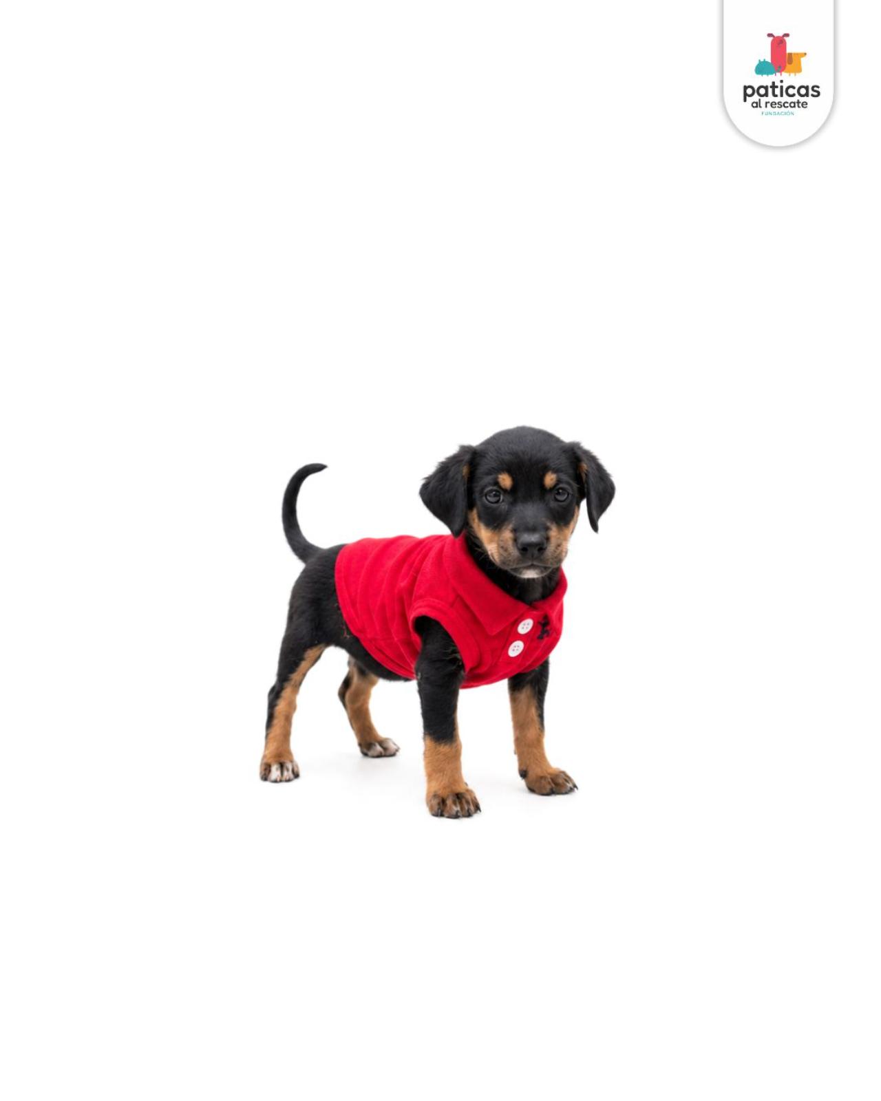 ADOPTA A ARCHIBALDO_5