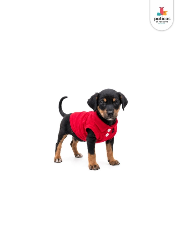 ADOPTA A ARCHIBALDO_5