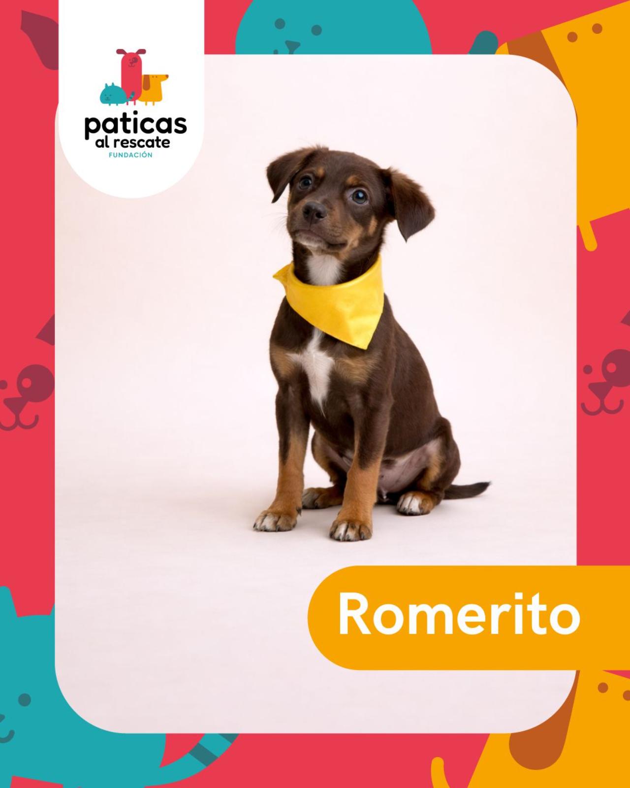 ADOPTA A ROMERITO - Paticas al Rescate