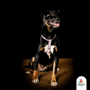 ADOPTA A RANDY_4