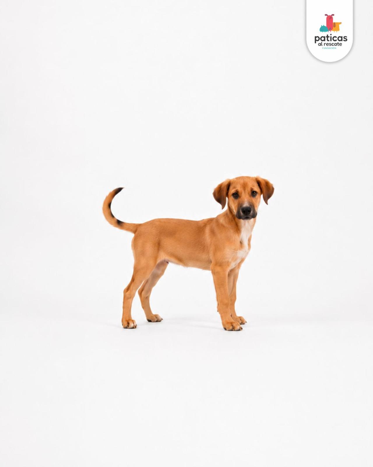 ADOPTA A PLATANITO_5