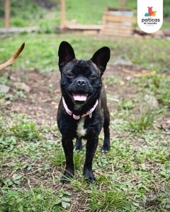 Adopta a Lila_16