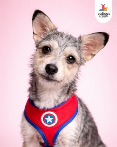 ADOPTA A PELUSA_4