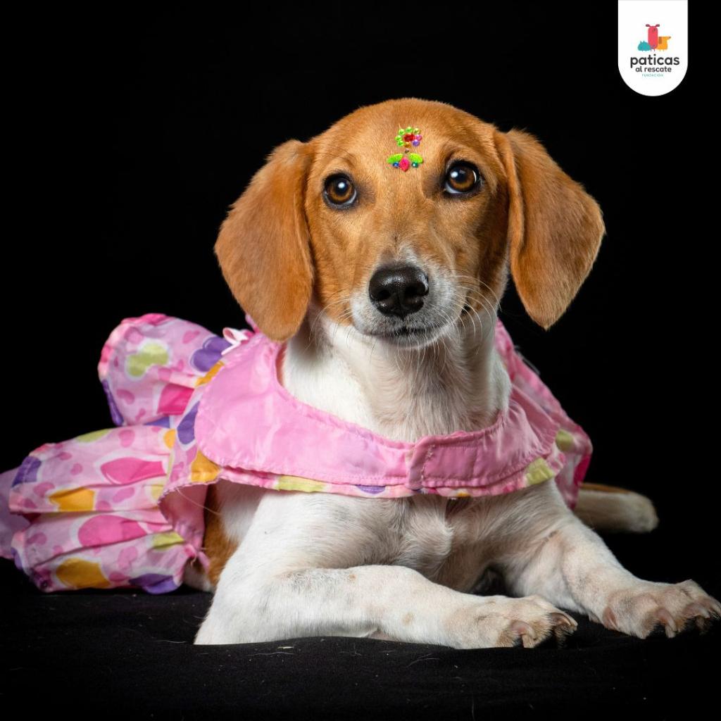 ADOPTA A TINA_4