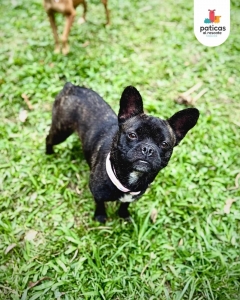 Adopta a Lila_6