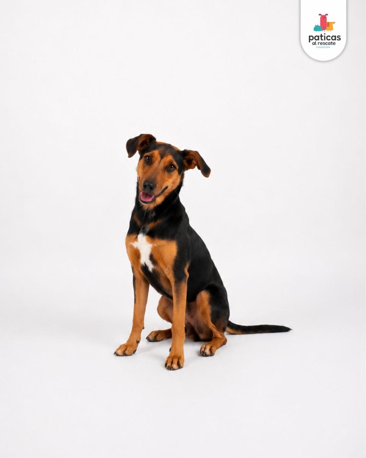 ADOPTA A FRIDA_5