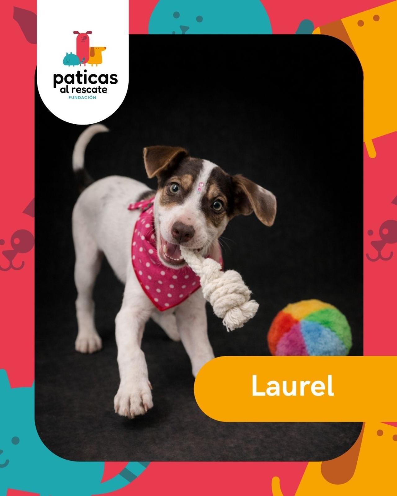 ADOPTA A LAUREL_1