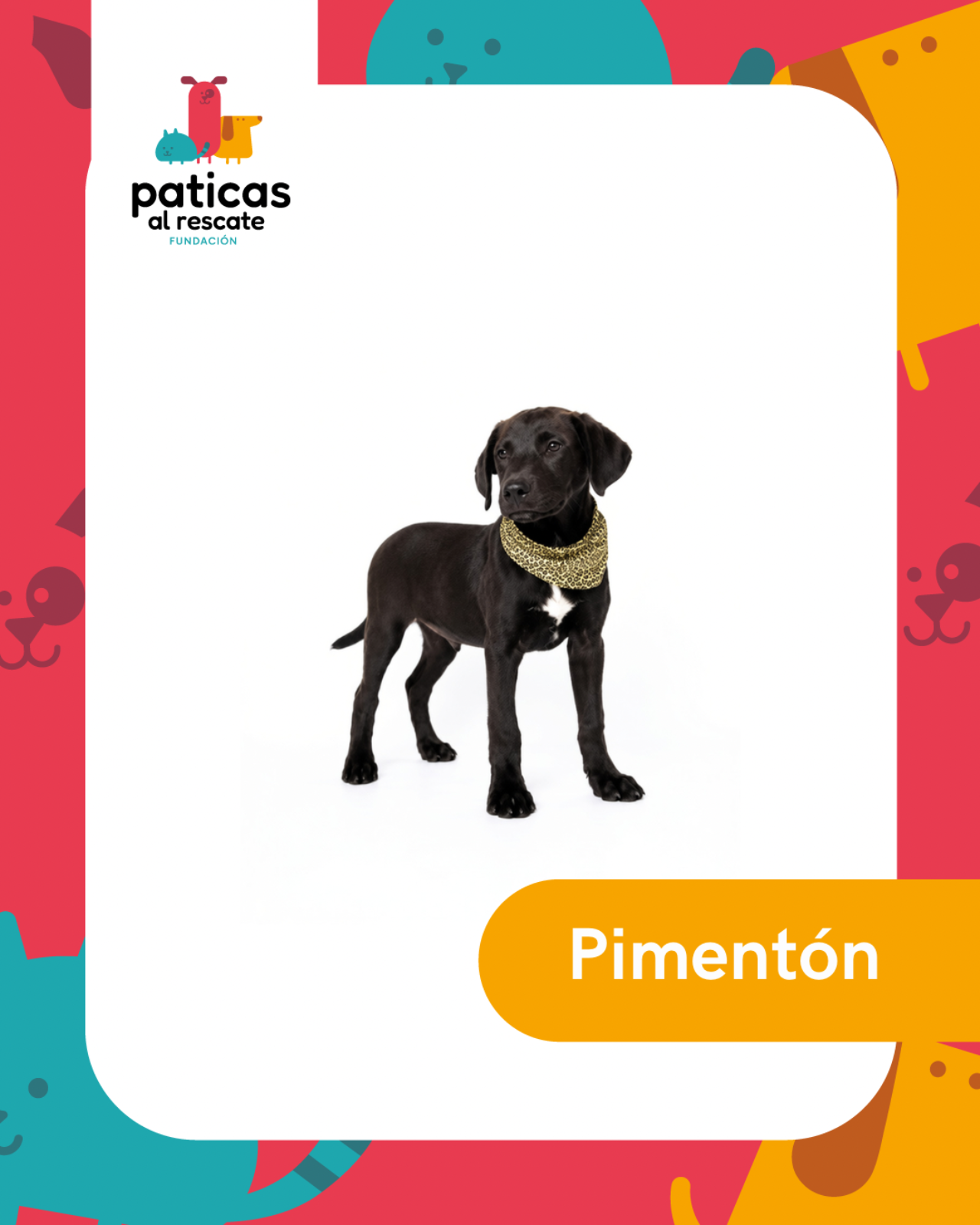 ADOPTA A PIMENTÓN - Paticas al Rescate