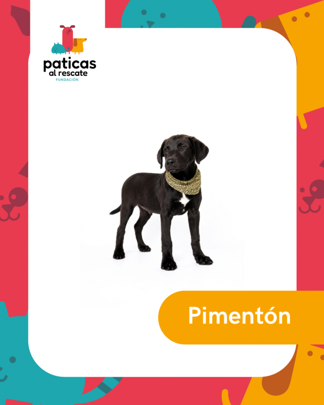 ADOPTA A PIMENTÓN_1