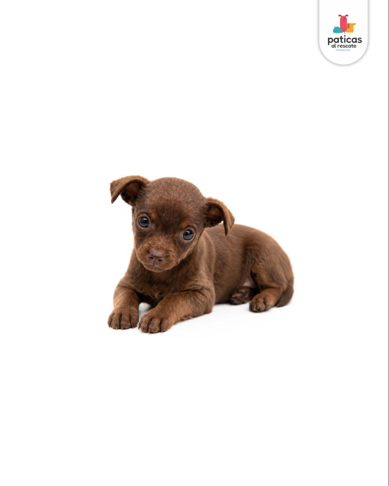 ADOPTA A COMINITO_5