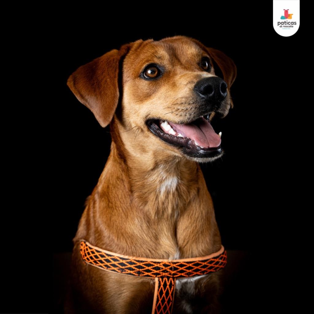 Adopta a Canela_3