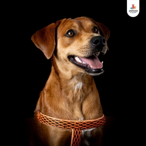 Adopta a Canela_3