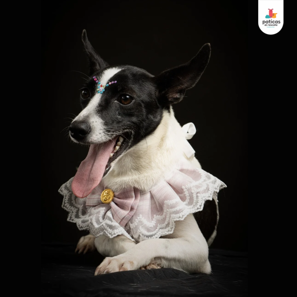 Adopta a Suki_10