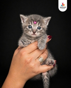 ADOPTA A CIELO_8