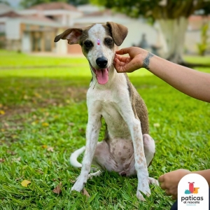 ADOPTA A MARGARITA_3