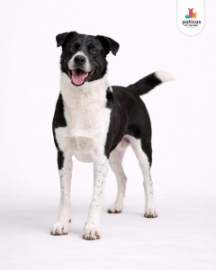 ADOPTA A MÍA_2