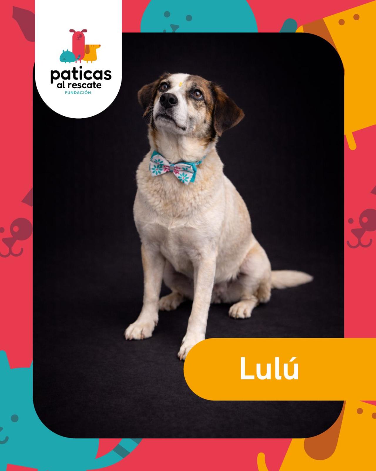 ADOPTA A LULÚ - Paticas al Rescate
