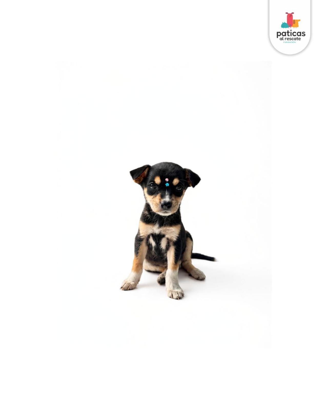 ADOPTA A ABBY_7