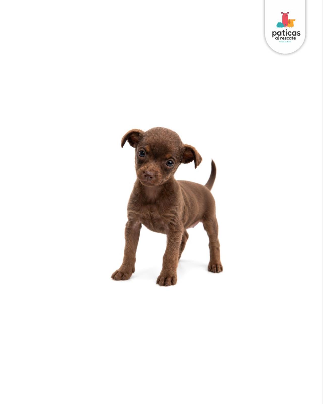 ADOPTA A COMINITO_6