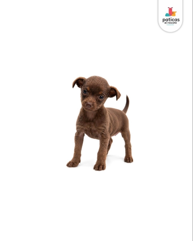 ADOPTA A COMINITO_6