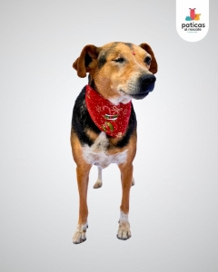 ADOPTA A DALILA_8