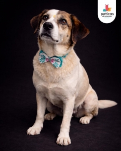 ADOPTA A LULÚ_3