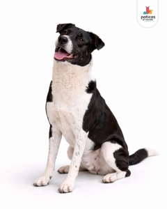 ADOPTA A MÍA_8