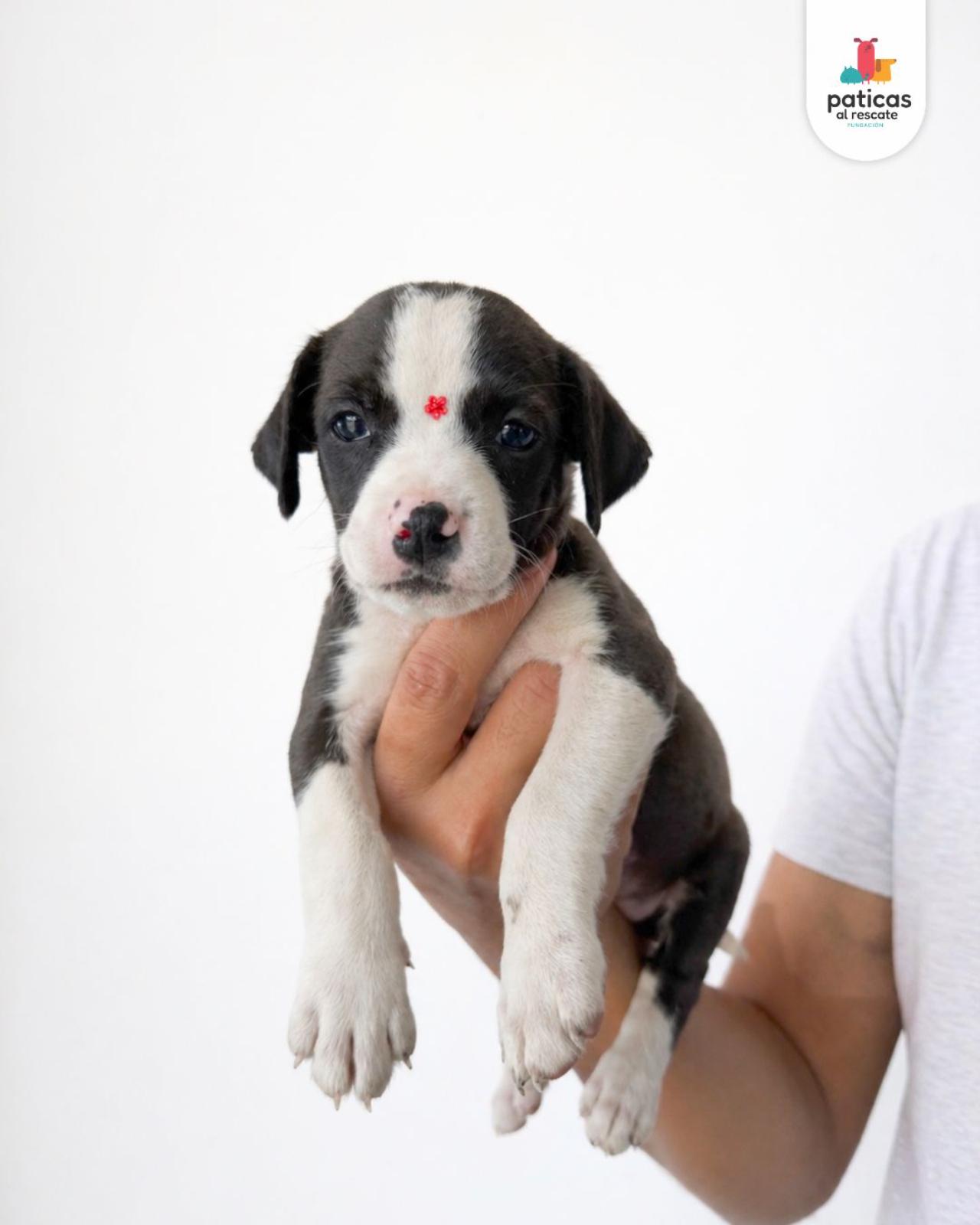 ADOPTA A BOLOÑESA_3