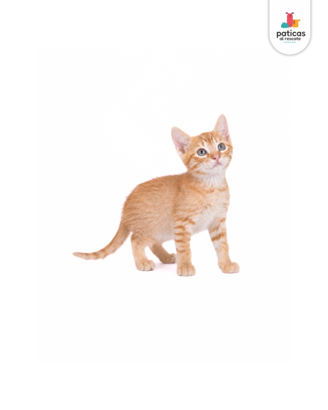 ADOPTA A CHEDDAR_2