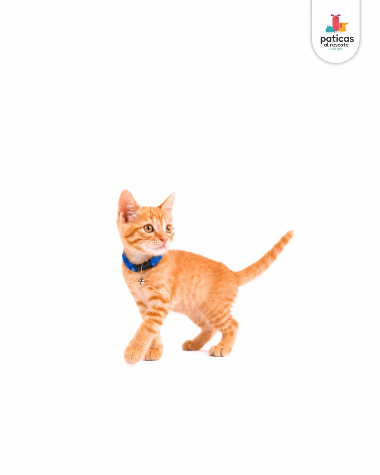 ADOPTA A OCÉANO_3