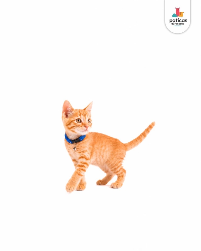 ADOPTA A OCÉANO_3