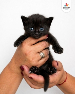 ADOPTA A AZUL_1