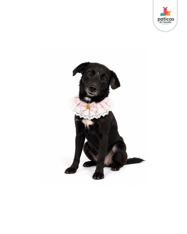 ADOPTA A TOMASITA _6