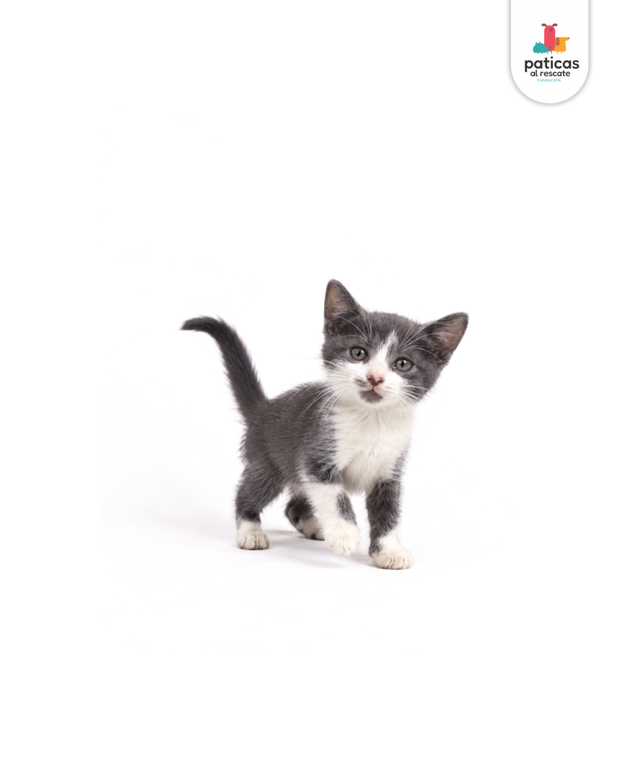 ADOPTA A PERCY_5