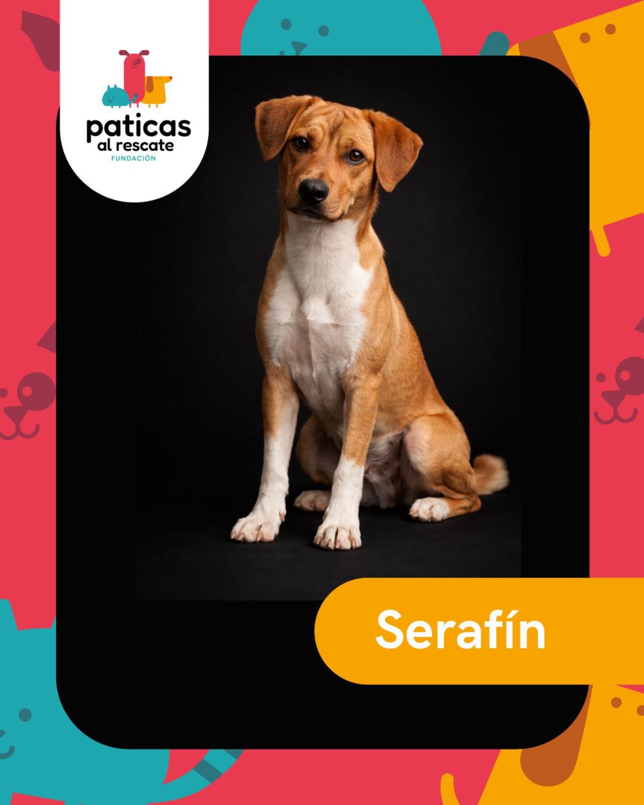 ADOPTA A SERAFÍN_1
